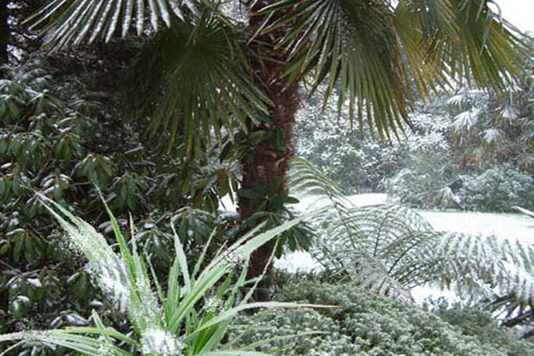 Tropical garden London in winter