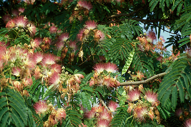 Albizia Julibrissin | Flower