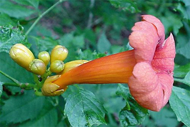 campsis radicans - flower