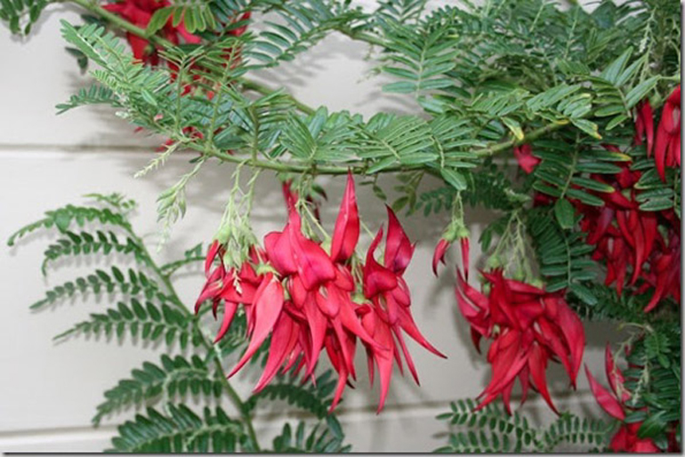 Clianthus Puniceus | Parrots Bill