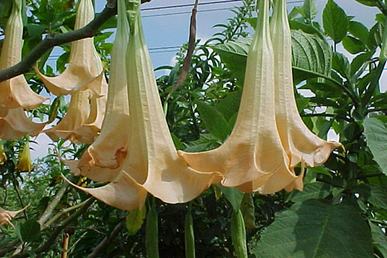 datura suaveolens | Angels Trumpet