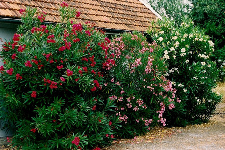 nerium oleander