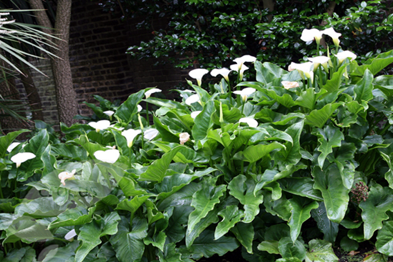 zantedeschia | Arum Lily