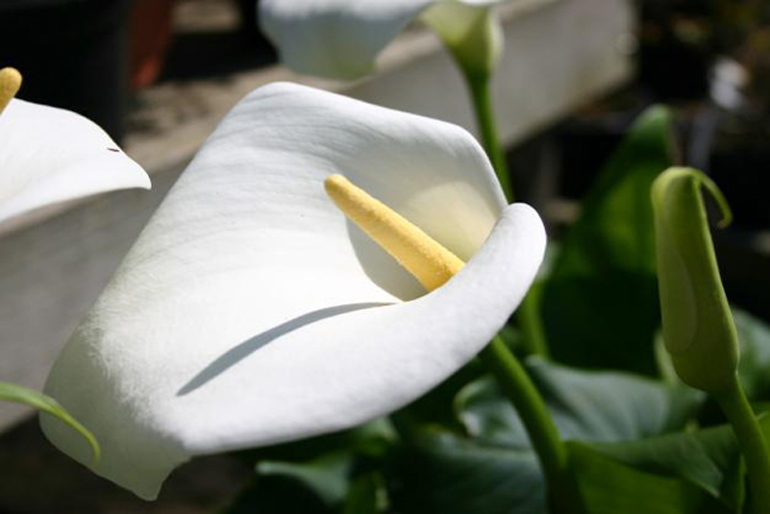 zantedeschia Crowborogh| Flower