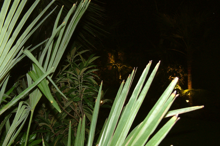 Palm Tree Lighting | Urban Tropics