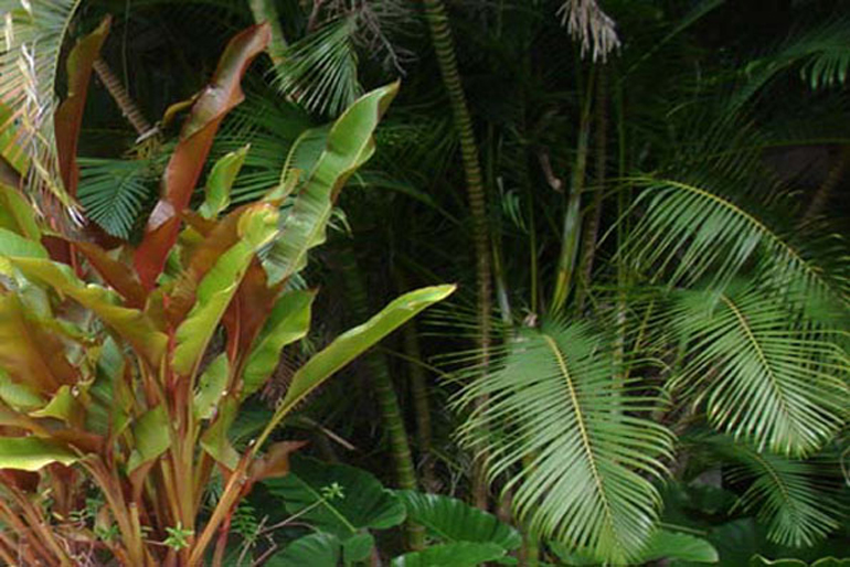 Lush tropical planting in a London courtyard garden by Urban Tropics