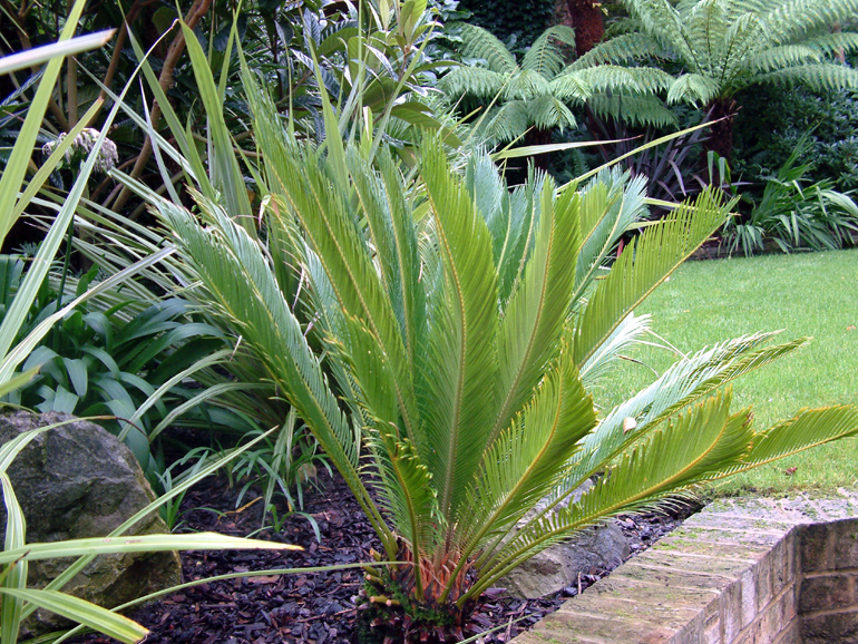 Exotic and rare plants in a London exotic garden | Urban Tropics