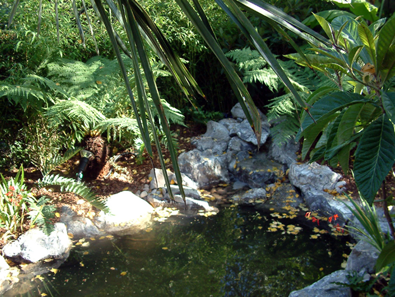 Tropical garden and pond design London | Urban Tropics 