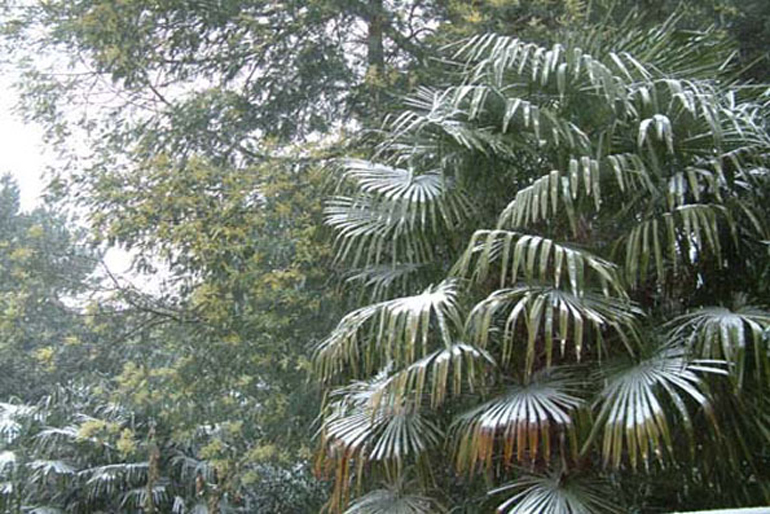 London tropical garden in extreme cold