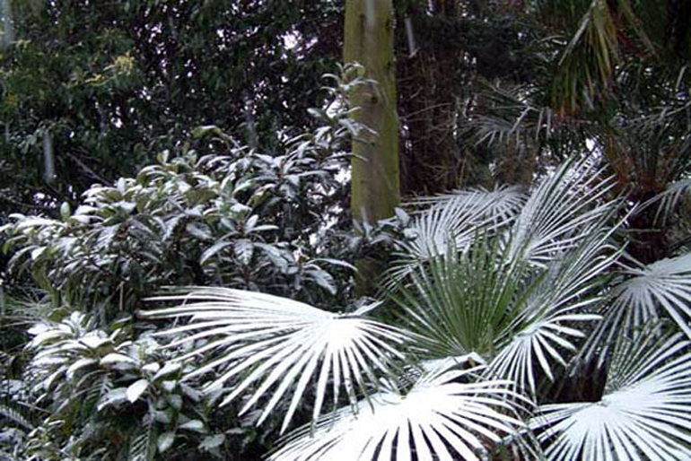 Tropical garden London in extreme cold