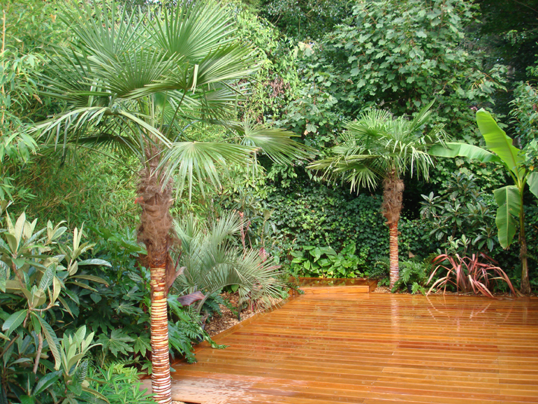 Palm Trees London Garden| Urban Tropics