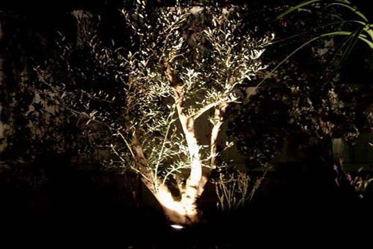 Mediterranean garden London | lighting an olive tree