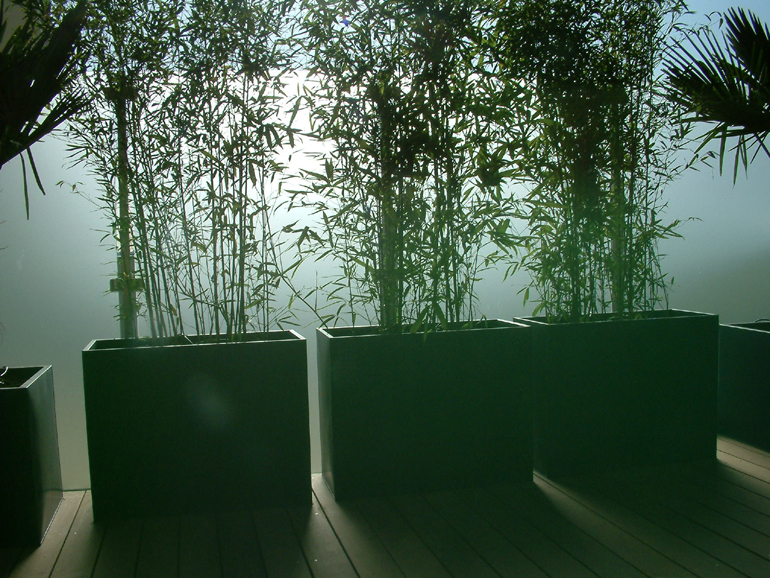 Bamboo for screening on a contemporary London roof terrace