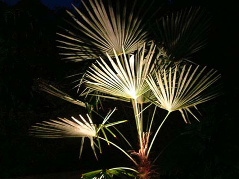 Contemporary Palm Tree Lighting| Urban Tropics
