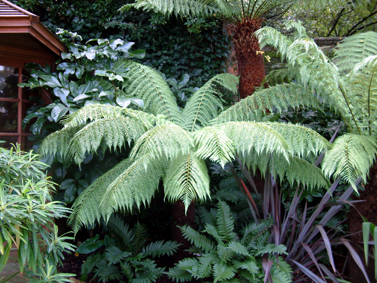 Tree ferns in an exotic garden London