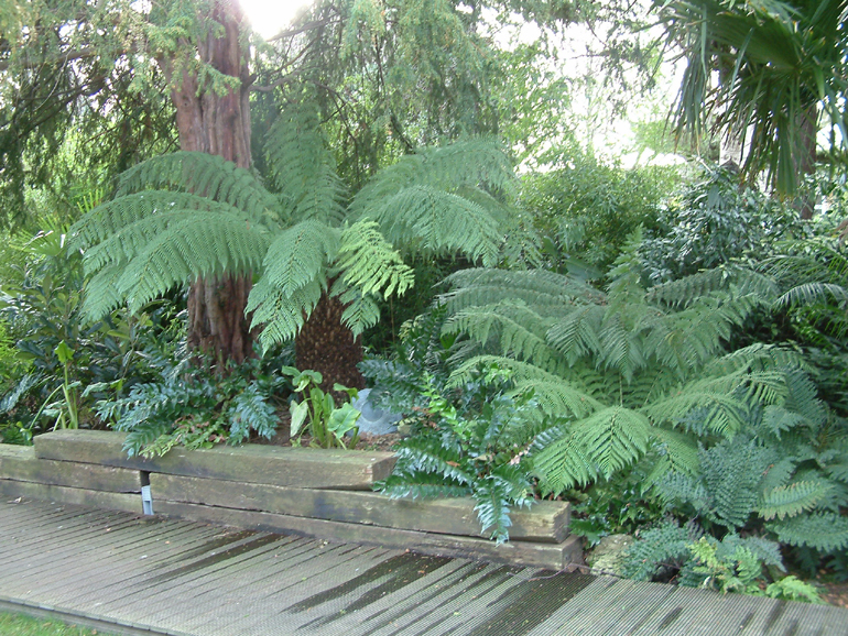 Tree ferns in London tropical garden designed and landscaped by Urban Tropics