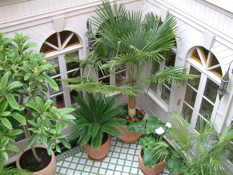 Atrium garden Knightsbridge London | Urban Tropics exotic garden design and landscaping