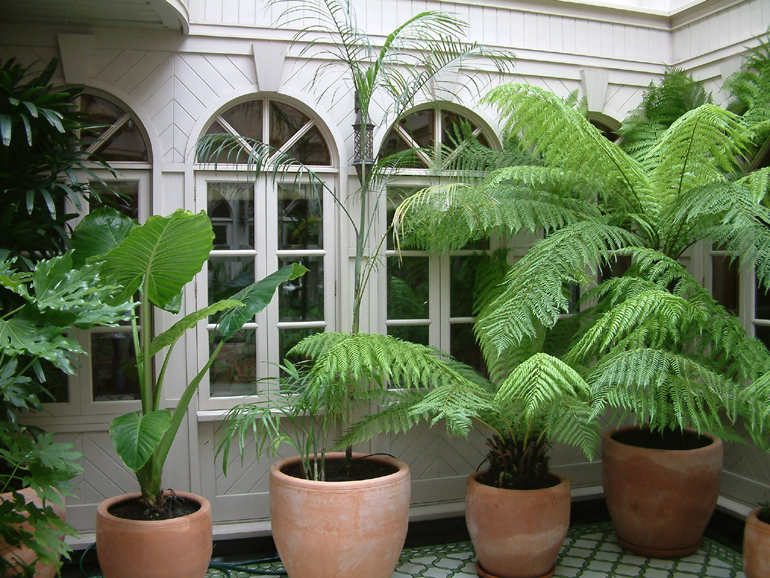 Palm trees in a London exotic garden | Urban Tropics