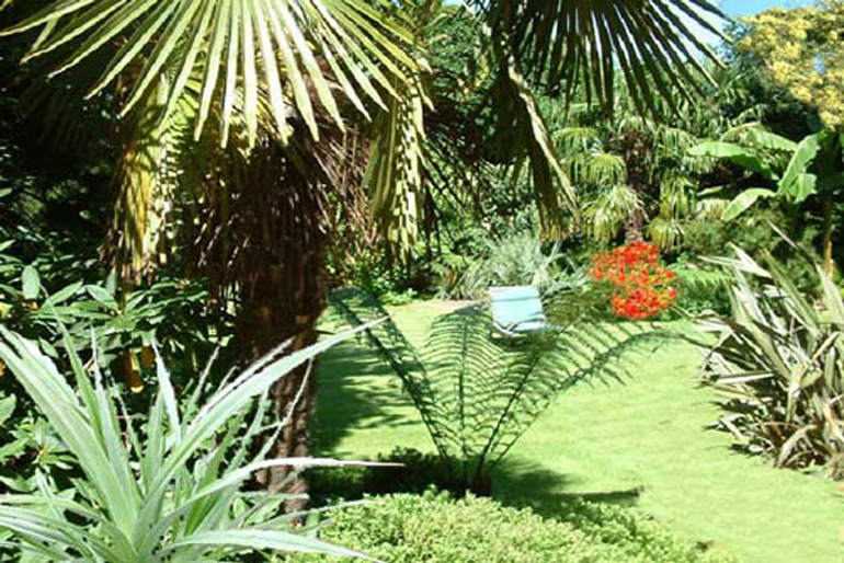 Palm trees and bananas in large tropical garden Hampstead