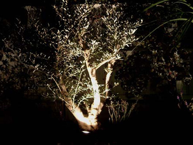 Uplighting an olive tree in a Mediterranean London garden