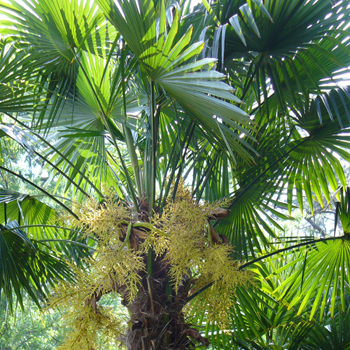 palm tree london garden | Urban Tropics